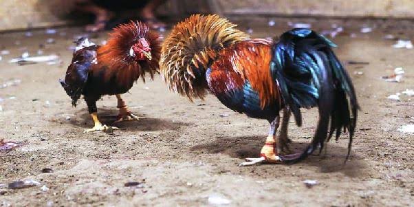 Đá gà cựa sắt kịch tính