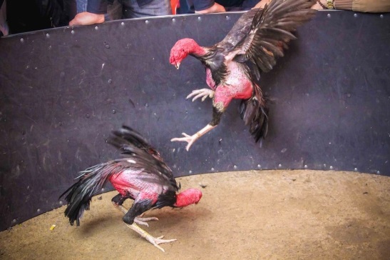 Đá gà đòn truyền thống
