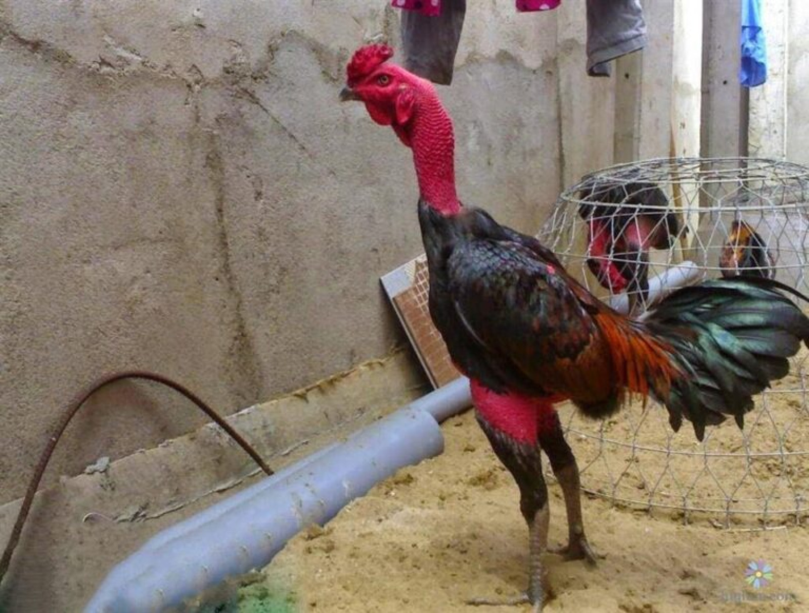 Kỹ thuật nuôi gà chọi: cách chăm sóc và chế độ ăn cho gà đá