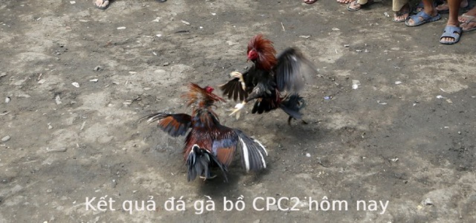 Xem lại video đá gà Campuchia - CuLu39