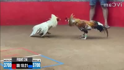 Xem lại đá gà CPC2 ngày 01/10/2026 - CuLu39