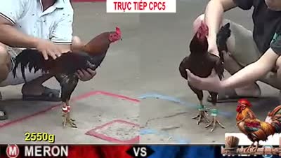 Xem lại video đá gà Campuchia - CuLu39