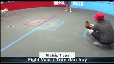 Xem lại video đá gà Campuchia - CuLu39