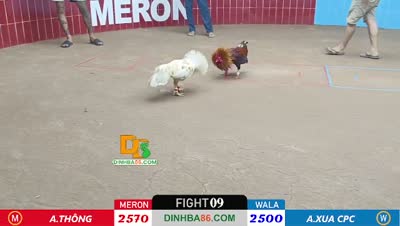 Xem lại video đá gà Campuchia - CuLu39