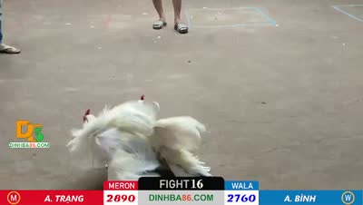 Xem lại video đá gà Campuchia - CuLu39