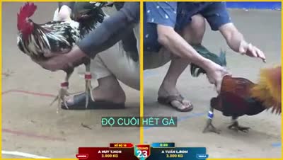 Xem lại video đá gà Campuchia - CuLu39