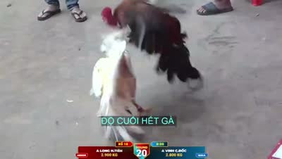 Xem lại video đá gà Campuchia - CuLu39