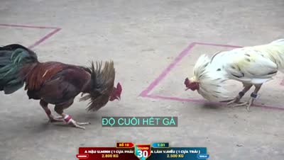 Xem lại video đá gà Campuchia - CuLu39