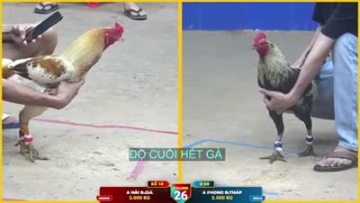 Xem lại video đá gà Campuchia - CuLu39