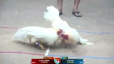 Xem lại video đá gà Campuchia - CuLu39