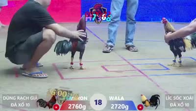 Xem lại video đá gà Campuchia - CuLu39