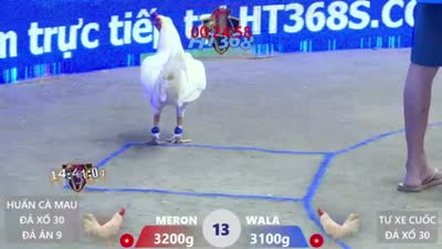 Xem lại video đá gà Campuchia - CuLu39