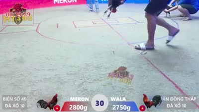 Xem lại video đá gà Campuchia - CuLu39