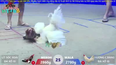 Xem lại video đá gà Campuchia - CuLu39