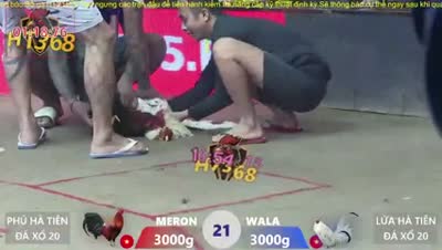 Xem lại video đá gà Campuchia - CuLu39