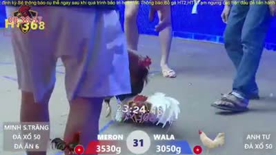 Xem lại video đá gà Campuchia - CuLu39